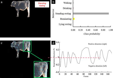 Monitoring the respiratory behavior of multiple cows based on computer ...