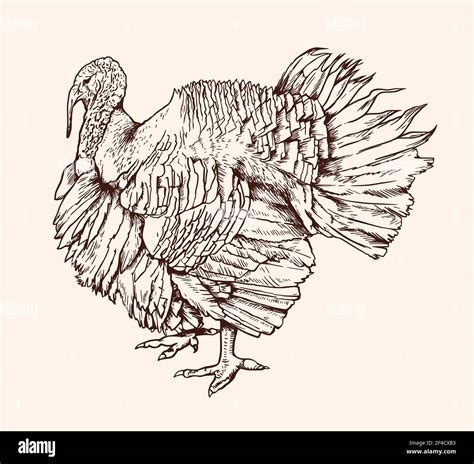 Wild Turkey Pencil Drawings