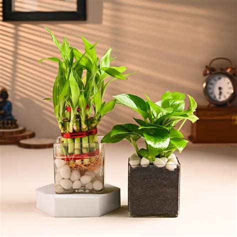 Order Plant Combo online | Get same day delivery PAN India in 3 hours