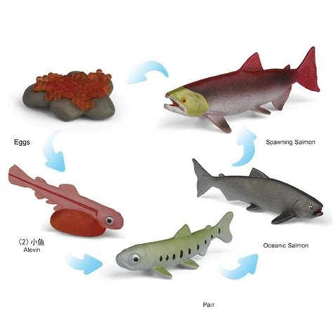 Biological Reproduction Model Kit 的图像结果
