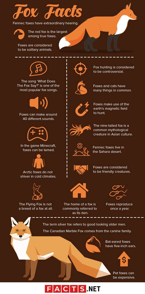 Fox Facts Infographics | Fox facts, Pet fox, Fox species