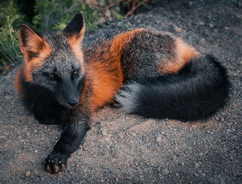 Black Red Fox