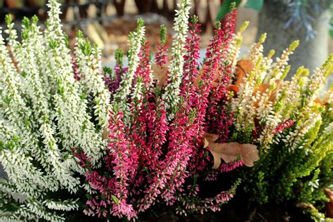 Heather Flower: Meaning, Symbolism, and Colors | Pansy Maiden