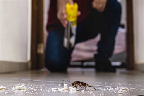 How to Kill Cockroach 的图像结果