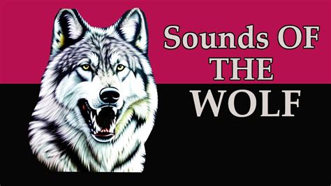 Image result for Wolves Howling Ten Hours