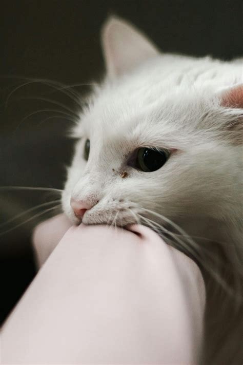 What Does a Teething Cough Sound Like? Understanding the Symptoms ...