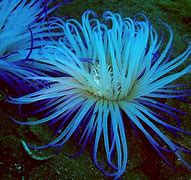 anemones 的图像结果
