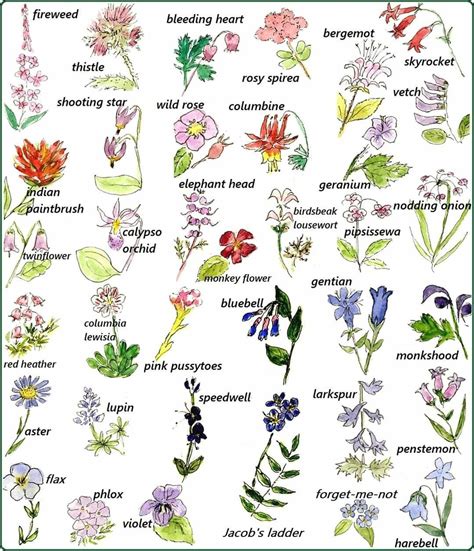 Exotic Flowers And Their Names 11 Blooming Plants With Breathtakingly