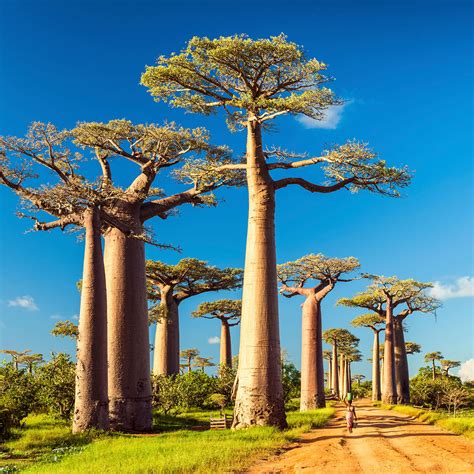 Europe View 的图像结果