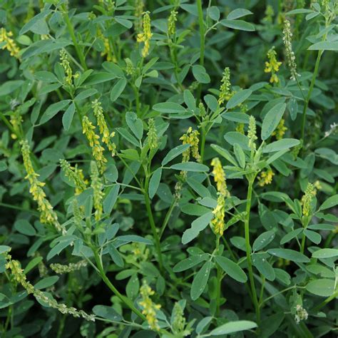 Yellow sweet clover (Melilotus officinalis) Flower, Leaf, Uses ...