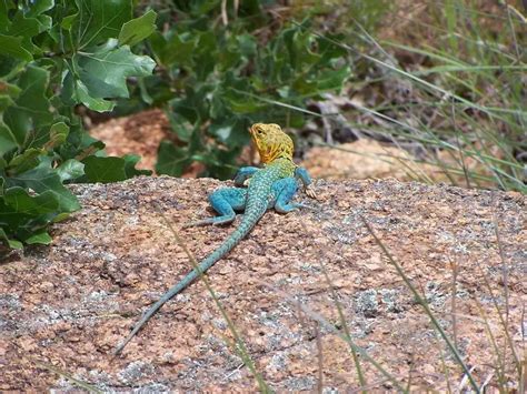 Image result for Common Collared Lizard How to Draw