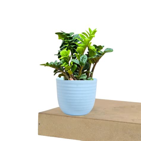 Twisted Dwarf ZZ (Zamioculcas Zamiifolia) - Plant – Lalit Enterprise