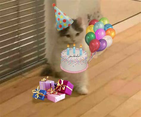 Happy Birthday Cat Meme
