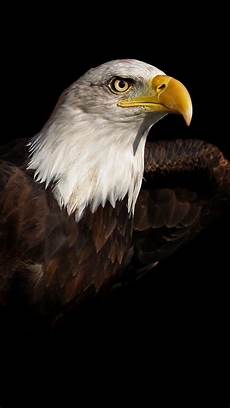 iphone black eagle wallpaper hd bald eagle iphone 6 6 plus and iphone 5 4 wallpapers iphone black eagle wallpaper hd bald eagle iphone 6 6 plus and iphone 5 4 wallpapers