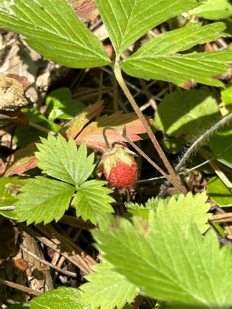 Huckleberries and strawberries are early this year! NE Washington : r ...