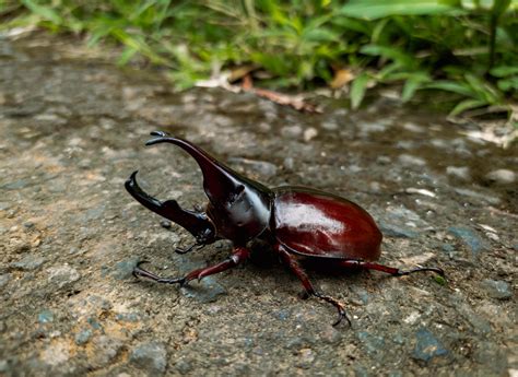 close up photo of rhinoceros beetle with scientific name Xylotrupes ...
