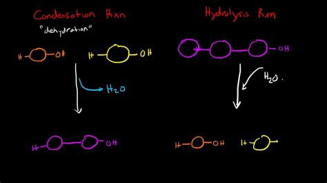 Image result for Dehydration Reaction Example