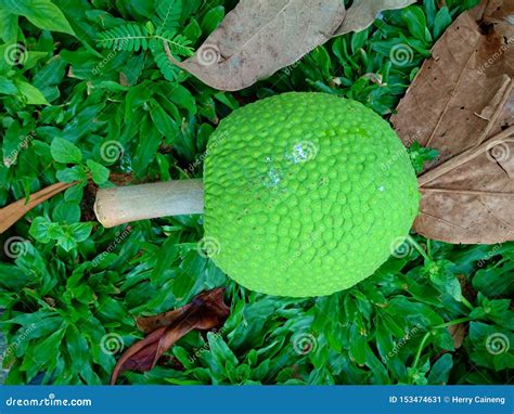 Cempedak or Artocarpus Integer, Sweet Tropical Fruits, Same Genus As Jackfruit. it is Native ...