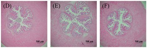 Effects of Malondialdehyde on Growth Performance, Gastrointestinal ...