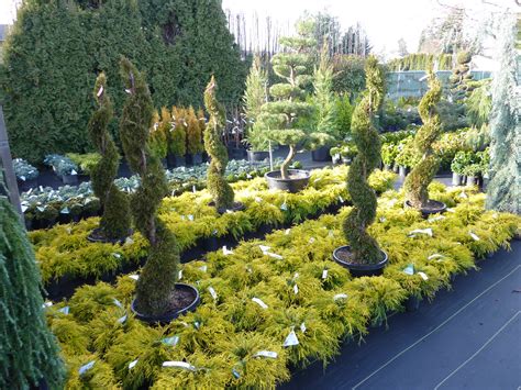 CONIFERS | portlandavenursery