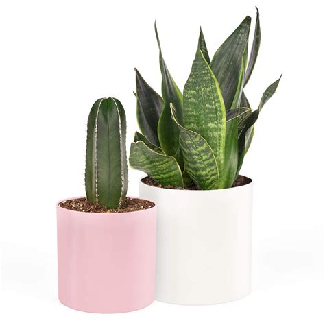 Take Care Indoor Planters - 6" White + 4" Pink Plastic Pot - Drainage ...