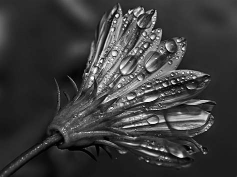 Image result for High Contrast Photography Tutorial