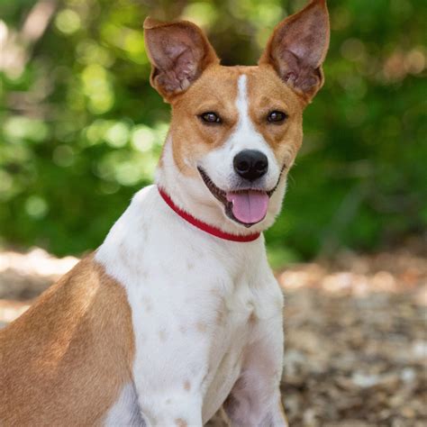 2025 Eversource Hartford Marathon Gold Charity | Dog Star Rescue