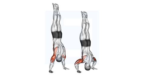 Image result for Handstand Push-Up Muscles Worked