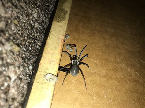 Black South Carolina Spider at Donald Mccann blog