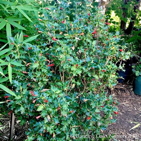Desfontainia spinosa, Chilean Holly – Dancing Oaks Nursery and Gardens