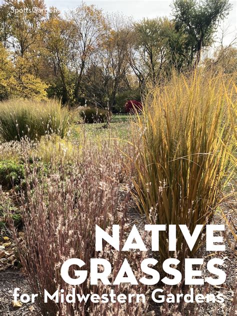 Native Grasses for Midwestern Gardens - Spotts Garden Service
