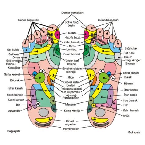 VÜCUTTA MASAJ NOKTALARI (REFLEKSOLOJİ)