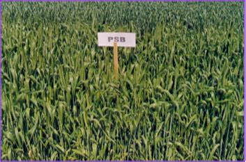 Carrier based biofertilizers – Technology Transfer Unit for the ...