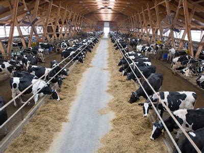 Cattle rearing and Dairy farming — lesson. Social Science, Class 7.