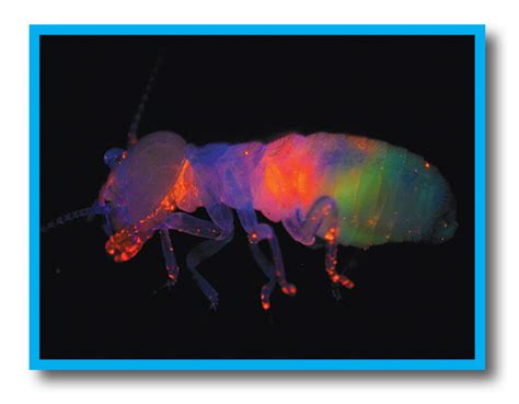 Image result for Termite Update