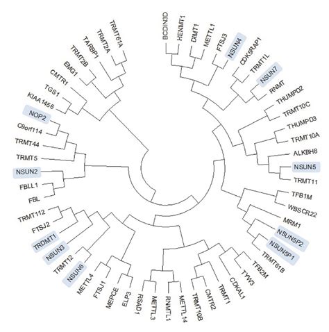 The RNA Methyltransferase NSUN2 and Its Potential Roles in Cancer