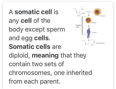 what do you mean by somatic cells ? - Brainly.in