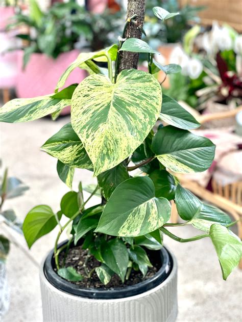 Large Devils ivy Marble Queen totem 300mm pot (Pick up/delivery ...