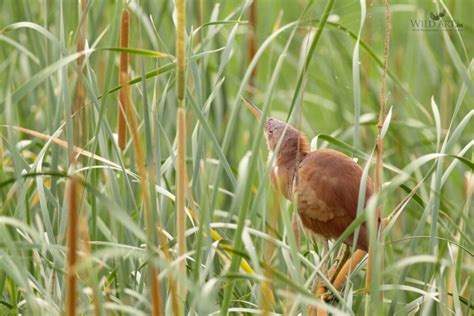 Cinnamon Bittern | Bitterns | Herons, Bitterns (Ardeidae) | Gallery ...