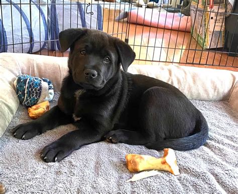 Bunny - Big Fluffy Dog Rescue