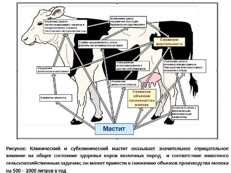 Болезни и болячки вымени у коров: описание, лечение