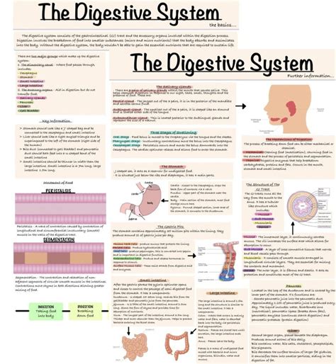 Image result for Digestive System Notes