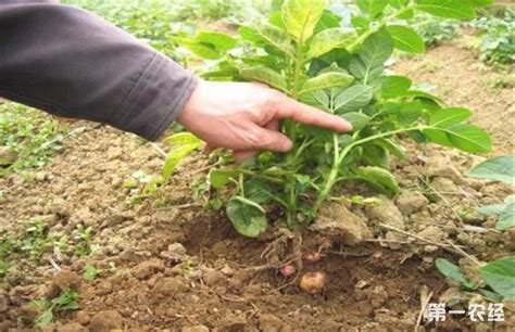 种植马铃薯要如何去管理 - 种植技术 - 第一农经网