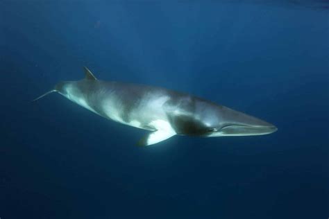Whales, Dolphins and Porpoises family tree – See Animals Wild