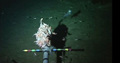 How we found world’s deepest fish in the Mariana Trench – and why we ...