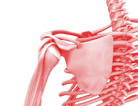 Rezultat imagine pentru Orthopedic Programs