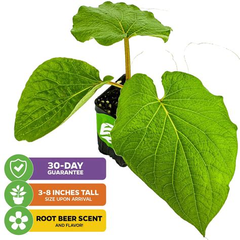 Mexican Pepperleaf (Hoja Santa Root Beer Leaf Plant) - Piper auritum ...