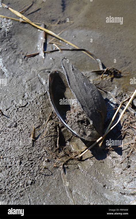 Image result for Clam Inside Shell Empty