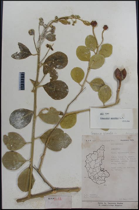 Herbarium JCB