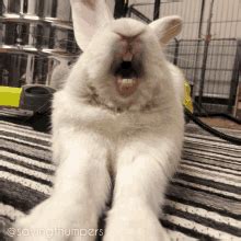 Image result for Monty Python Rabbit GIF